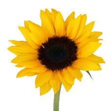 This image has an empty alt attribute; its file name is sunflower.jpeg